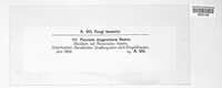 Puccinia magnusiana image
